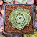 Greenovia 'El Hiero' 2" Succulent Plant