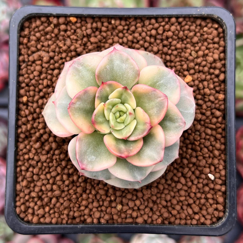 Sedeveria 'Rolly' Variegated 1" Succulent Plant