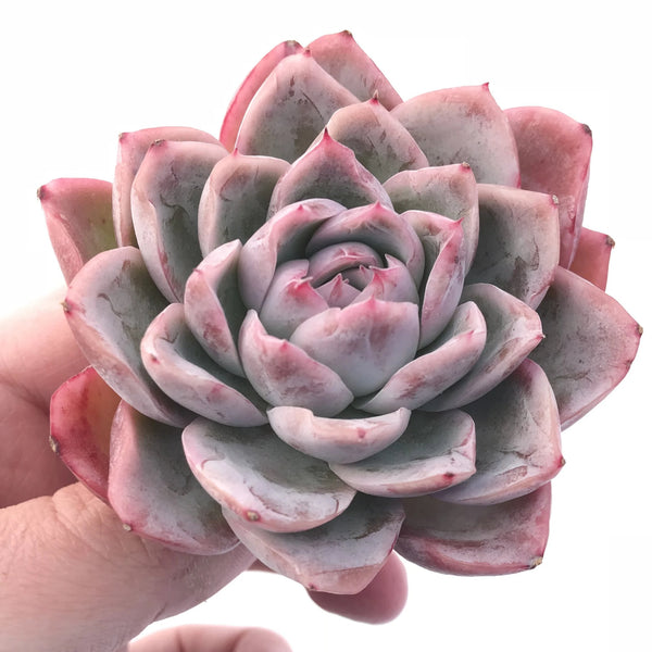 Echeveria Raspberry Ice 3" Rare Succulent Plant