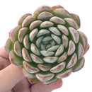 Echeveria 'Yusuke' 3" Succulent Plant