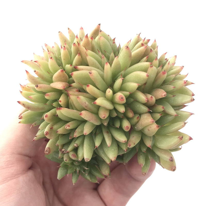 Echeveria Agavoides Crested 5" Succulent Plant