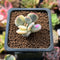 Cotyledon 'Orbiculata' Variegated 1" Cutting Succulent Plant *Cutting*