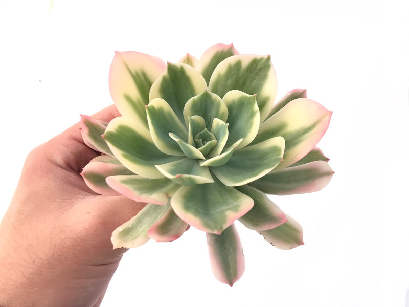 Echeveria 'Secunda' Variegated 5" Large Succulent Plant