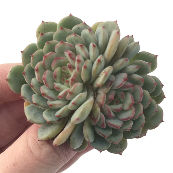 Echeveria 'White Farm' 4" Cluster Succulent Plant