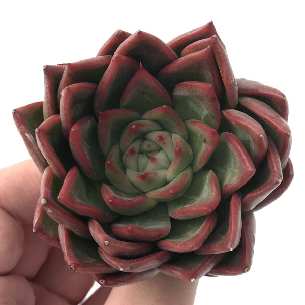 Echeveria Agavoides 'Floriditi' 3" Succulent Plant