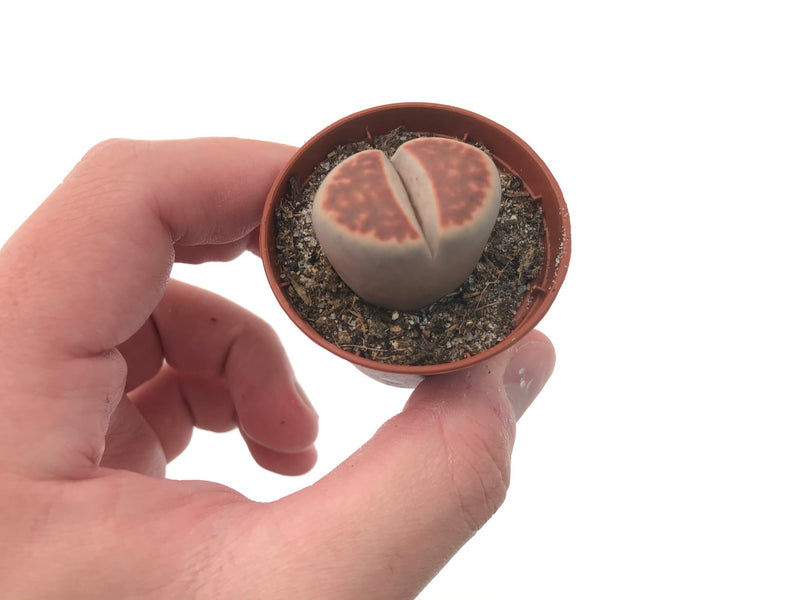 Red Lithop 1"-2"