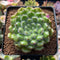 Echeveria 'Abiyu' 2" Setosa Hybrid Succulent Plant