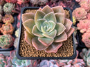 Graptoveria 'Harry Watson' Variegated 3" Succulent Plant