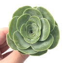 Greenovia Diplocycla Var. Gigantea 3" Succulent Plant