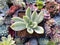 Graptoveria 'Fred Ives' Variegated 4" Succulent Plant *Cutting*