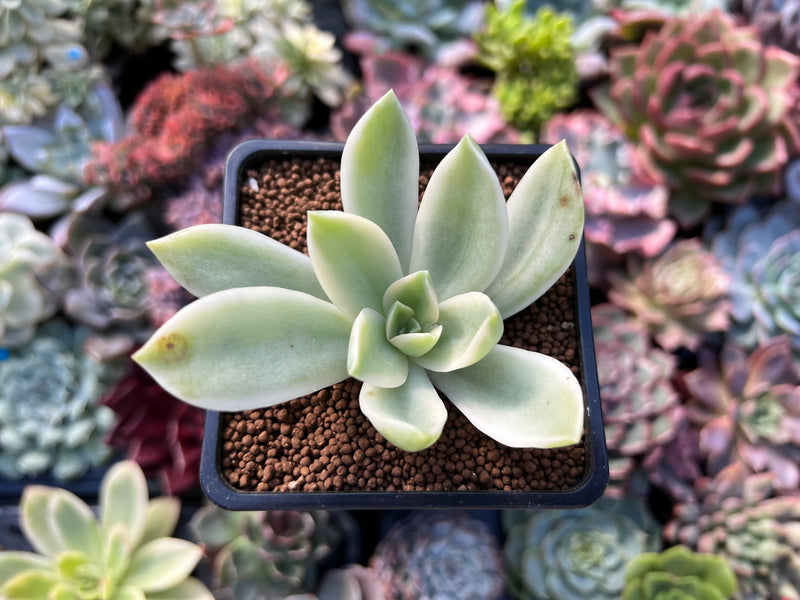 Graptoveria 'Fred Ives' Variegated 4" Succulent Plant *Cutting*