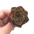 Echeveria Agavoides ‘Ebony' Seedling 1'-2” Rare Succulent Plant