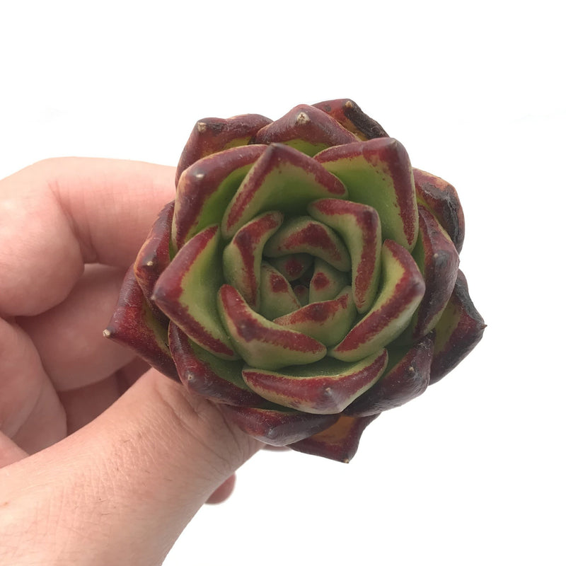 Echeveria Agavoides ‘Ebony' Seedling 1'-2” Rare Succulent Plant