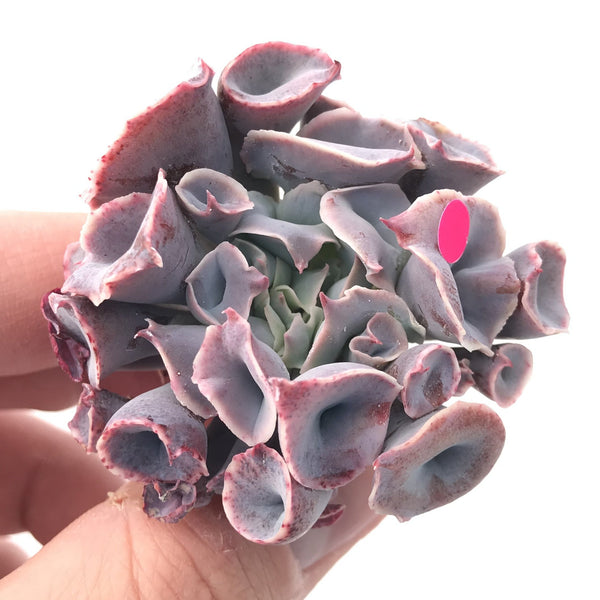 Echeveria ‘Trumpet Pinky’ 2” Rare Succulent Plant