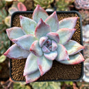 Echeveria 'Colorata' 3" Powdery Succulent Plant