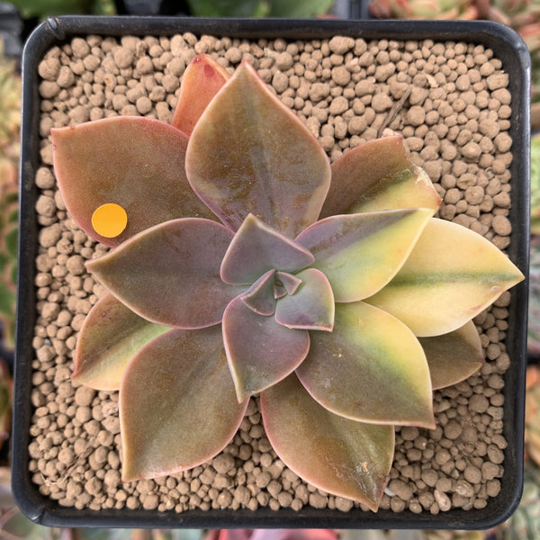 Graptoveria 'Fred Ives' Variegated 3" Succulent Plant