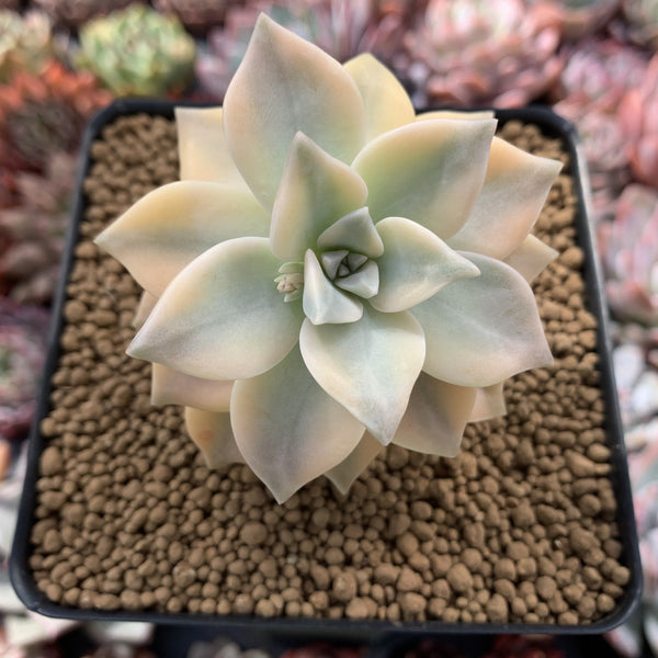 Graptopetalum 'Paraguayense' 3" Succulent Plant