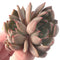 Echeveria Agavoides 'Magic Plot' 2" Succulent Plant