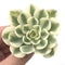 Echeveria 'Compton Carousel' Variegated 2" Succulent Plant