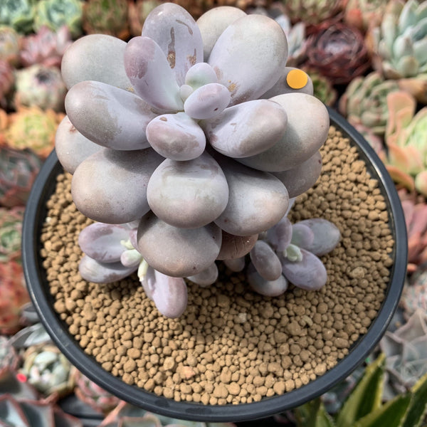 Pachyphytum Oviferum 'Moon Stone' 4" Cluster Succulent Plant