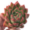 Echeveria Agavoides 'Angela Star' 3" Succulent Plant