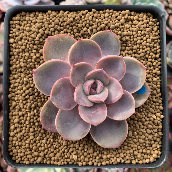 Echeveria Agavoides 'Tinkerbell' 3" Succulent Plant