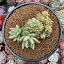 Echeveria Agavoides 'Maria' Crested 5" Succulent Plant