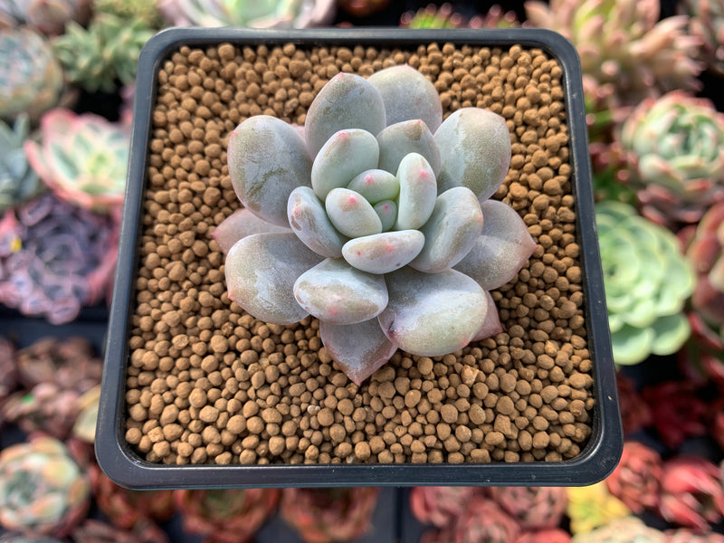 Echeveria sp. 1" Succulent Plant