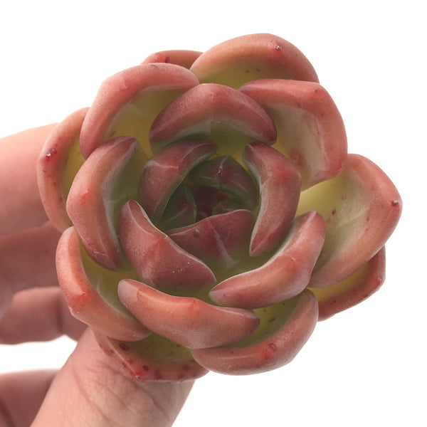 Echeveria Agavoides ‘Pink Champaign’ 3” Succulent Plant