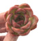 Echeveria Agavoides ‘Pink Champaign’ 3” Succulent Plant