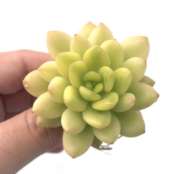 Sedum ‘Alice Evans’ Variegated 2”-3” Rare Succulent Plant