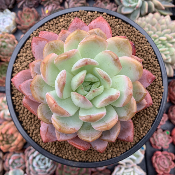 Echeveria 'Star Mark' Extra Large 6" Powdery Succulent Plant