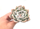 Echeveria 'Ivory' 4"+ Rare Succulent Plant