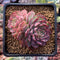 Echeveria 'Charles Rose' 2"-3" Cluster Succulent Plant