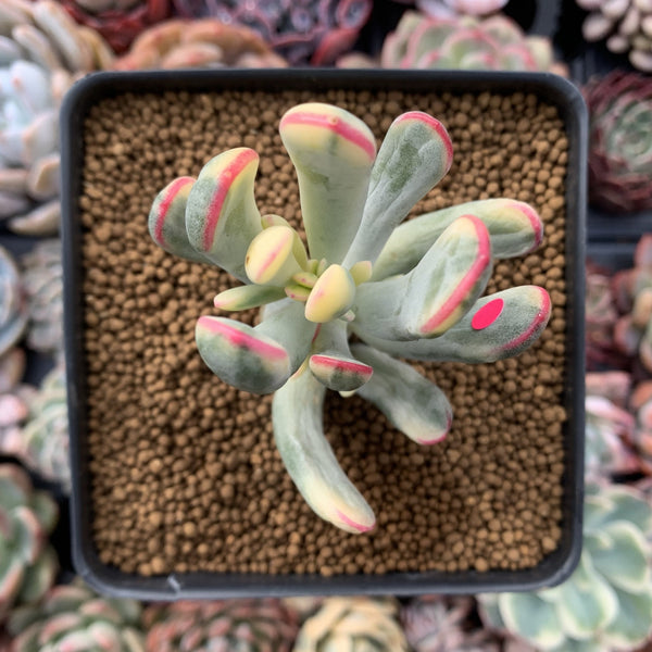 Cotyledon 'Orbiculata' Variegated 4" Succulent Plant