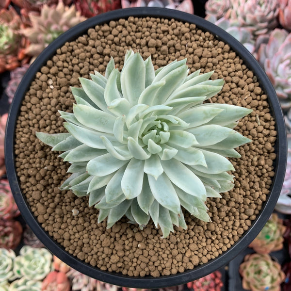 Graptoveria 'Fanfare' Variegated 4"-5" Succulent Plant