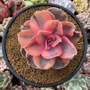 Echeveria 'Rainbow' Variegated 3"-4" Succulent Plant