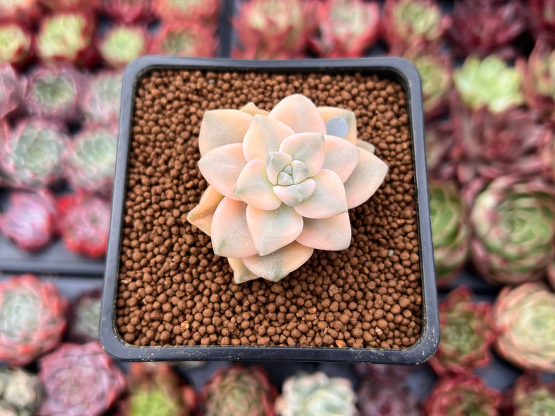 Graptoveria 'Titubans' Variegated 1” Succulent Plant