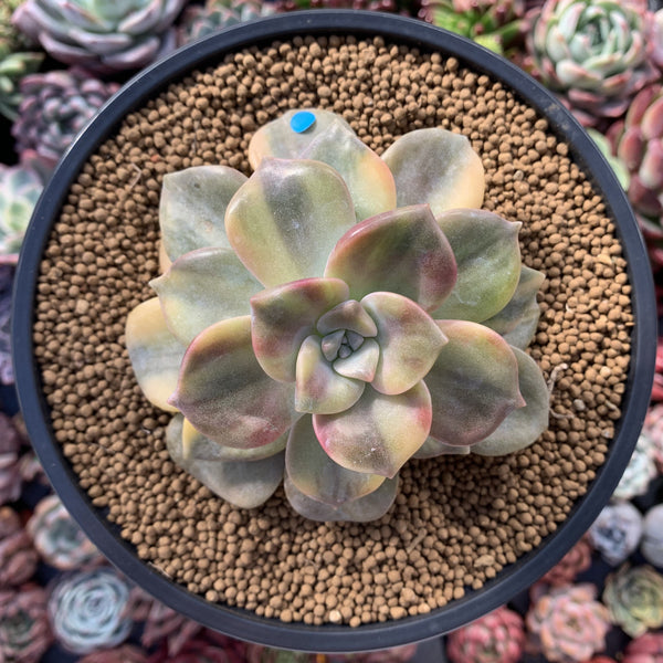 Graptopetalum 'Purple Delight' Variegated 4" Succulent Plant