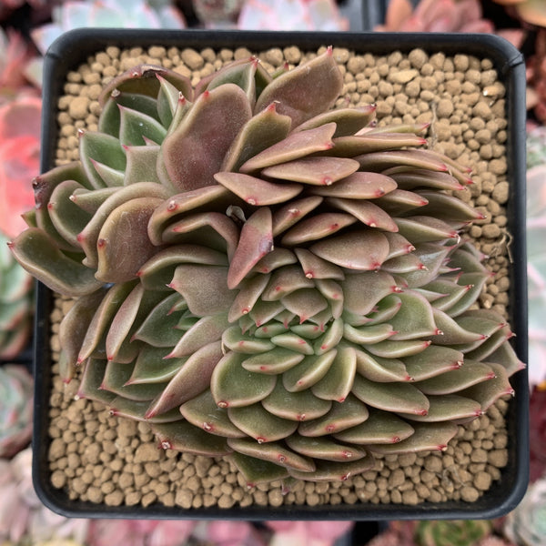 Echeveria Agavoides 'Walshire' 4" Succulent Plant