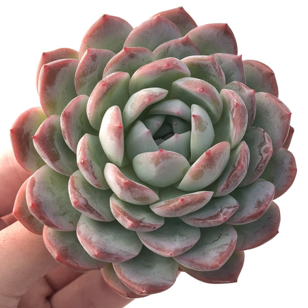 Echeveria sp. 3"-4" Succulent Plant