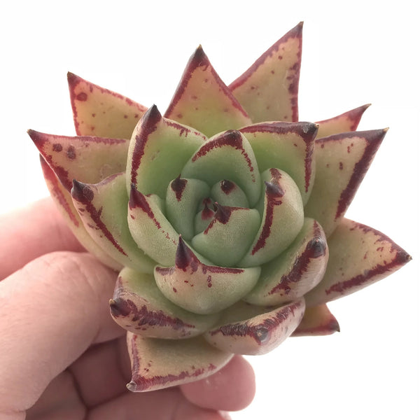 Echeveria Agavoides Montana 2” Rare Succulent Plant