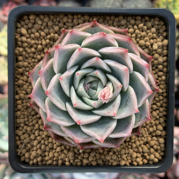 Echeveria 'Cream Rose' 3" Succulent Plant