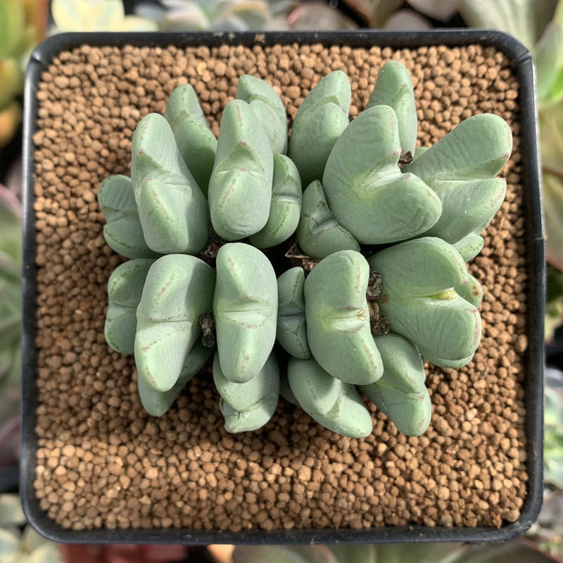 Conophytum 'Bilobum' Cluster 3" Succulent Plant