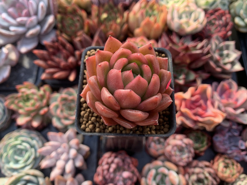 Echeveria Agavoides 'Cagliari' 1" Succulent Plant