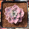 Graptopetalum 'Bainesii' Variegated 3" Succulent Plant