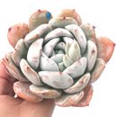 Echeveria 'Ivory' 4"+ Rare Succulent Plant