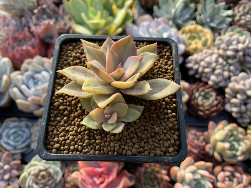 Graptoveria 'Huthspink' Variegated 2"-3" Succulent Plant