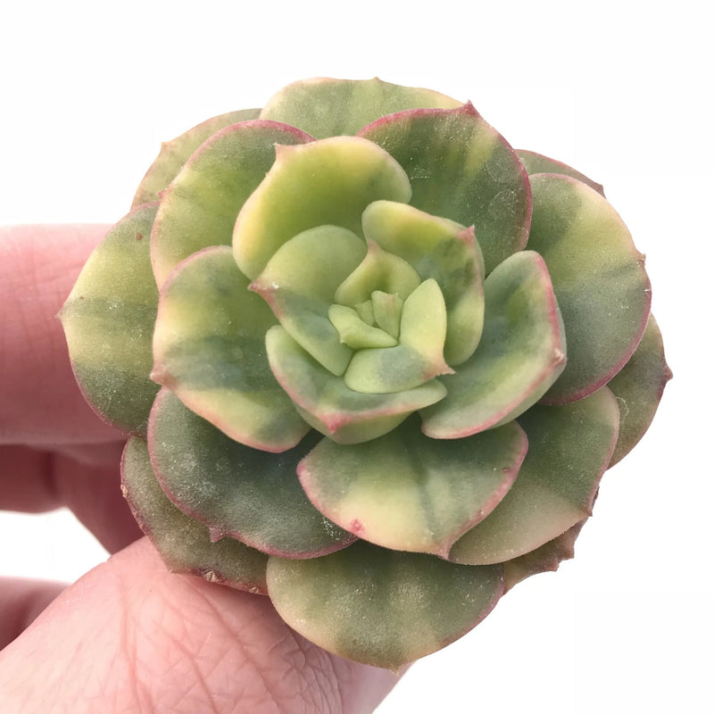 Echeveria Nicksana Variegated 2" Rare Succulent Plant