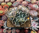 Echeveria 'Desert Star' 4"-5" Cluster Succulent Plant